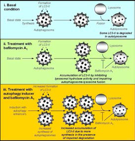 Autophagy Flux