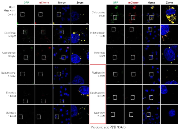 선정한 10가지 NSAID에서 mCherry-GFP-LC3 실험을 통해 오토파지 흐름 분석