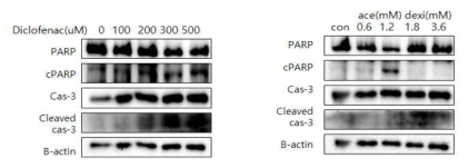 Diclofenac, Aceclofenac, Dexibuprofen에서 미토콘드리아 관련 세포사멸 지표 확인