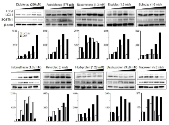 선정한 10가지 NSAID의 오토파지 관련 단백질 변화 확인