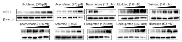 선정 NSAIDs의 NBR1 변화 확인