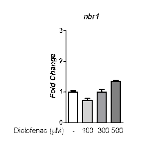 Diclofenac에 의한 NBR1 mRNA변화