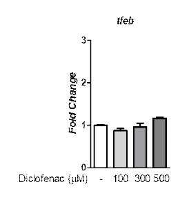 Diclofenac에 의한 TFEB mRNA변화