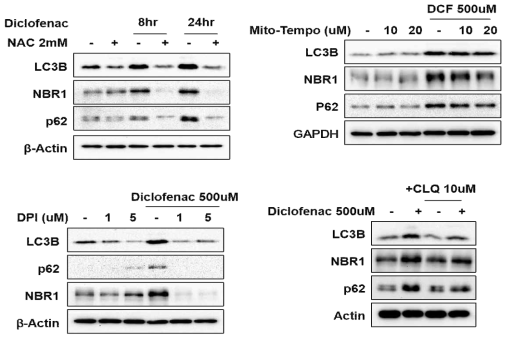 ROS inhibitor, nadph oxidase inhibitor 및 lysosome activator 처리 시 diclofenac에 의한 오토파지 억제의 회복