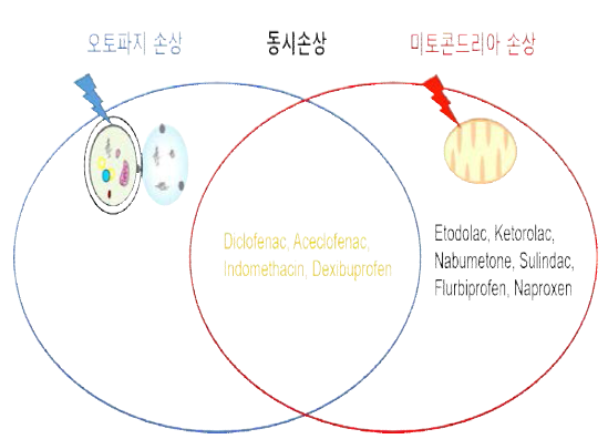 오토파지 손상/미토콘드리아 손상/오토 파지-미토콘드리아 동시손상으로 선정한 NSAIDs를 분류