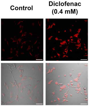 Diclofenac increases the level of cytoplasmic H2O2 in HepG2 cells