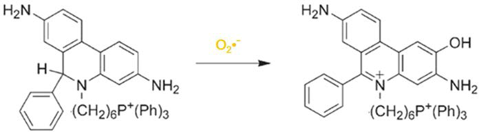 MitoSOX를 이용한 mitochondrial O2•- level의 측정 원리