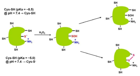 Oxidative modification of low pKa cysteine by H2O2