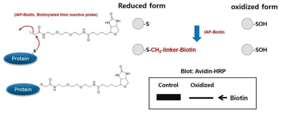 Detection method for oxidation of catalytic Cys-SH