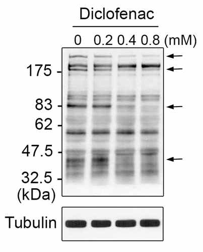 Diclofenac-induced oxidation of mitochondrial proteinsin HepG2 cells