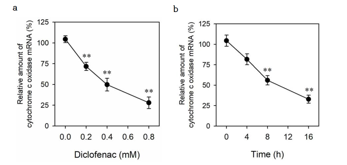 Diclofenac reduces the level of cytochrome C oxidase expression in HepG2 cells. HepG2 cells were cultured for 16 h with the indicated concentrations of diclofenac (a) or for indicated times with 0.8 mM diclofenac (b). Total RNA was then isolated and subjected to quantitative RT-PCR analysis of cytochrome c oxidase mRNA. Data are expressed as a percentage of the value for control cells and are means ± SEM (n = 3; **, p < 0.01 versus without diclofenac)