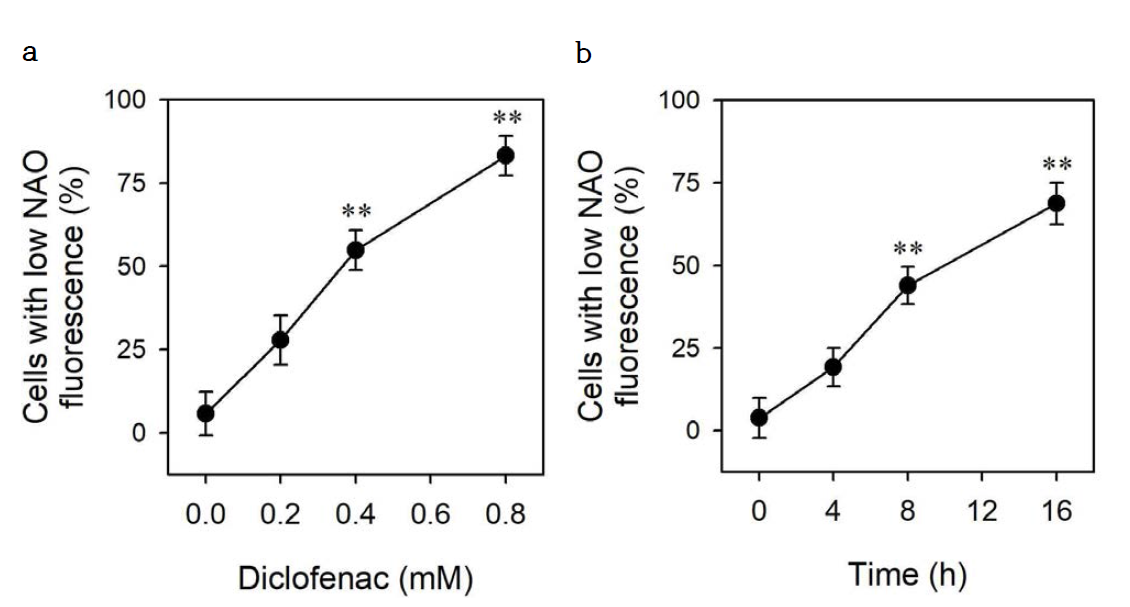 Diclofenac induces the oxidation of mitochondrial cardiolipin in HepG2 cells. HepG2 cells were cultured for 16 h with the indicated concentrations of diclofenac (a) or for indicated times with 0.8 mM diclofenac (b). Cells were then stained with NAO and analyzed by flow cytometry. Data are expressed as means ± SEM of the percentage of cells with low NAO fluorescence (n = 3; p < 0.01 versus without diclofenac)