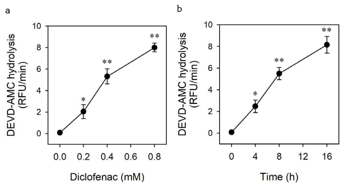 Diclofenac induces the activation of caspase-3 in HepG2 cells. HepG2 cells were cultured for 16 h with the indicated concentrations of diclofenac (a) or for indicated times with 0.8 mM diclofenac (b). Caspase-3 activity was measured using peptide conjugated to fluorophore. Data are expressed as means ± SEM of the RFU per min (n = 3; *, p < 0.05; **, p < 0.01 versus without diclofenac). RFU, relative fluorescence units