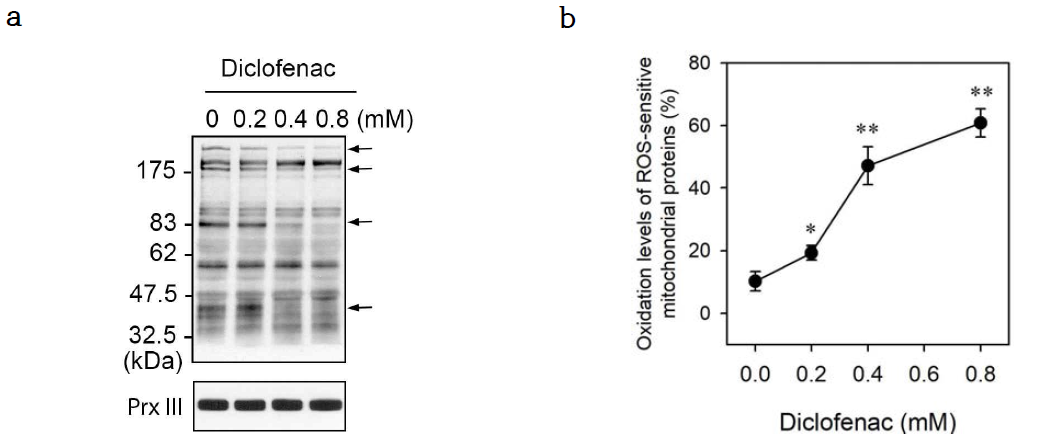 Diclofenac induces the oxidation of mitochondrial proteins in HepG2 cells. HepG2 cells were cultured for 16 h with the indicated concentrations of diclofenac. (a) The cells were subjected to subcellular fractionation, and the mitochondria-enriched fraction was then lysed in a pH 6.5 buffer containing BIAM, and the resulting lysates were subjected to blot analysis with HRP-conjugated streptavidin or immunoblotted antibodies specific to Prx III as a mitochondrial loading control. (b) Densitometry analysis of bands indicated with arrows at a. The levels of oxidized proteins were calculated from the densitometry of the indicated bands versus Prx III bands. Data are expressed as means ± SEM (n = 3; *, p < 0.05; **, p < 0.01 versus without diclofenac)