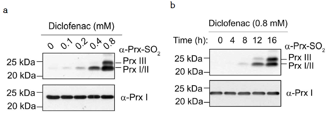 Diclofenac induces the hyperoxidation of PrxI, PrxII, and PrxIII in HepG2 cells. HepG2 cells were cultured for 16 h with the indicated concentrations of diclofenac (a) or for indicated times with 0.8 mM diclofenac (b). Cell lysates were subjected to immunoblot with antibodies to Prx-SO2 and Prx I. Blot was a representative of three independent experiments, and the molecular weight markers are shown on the left