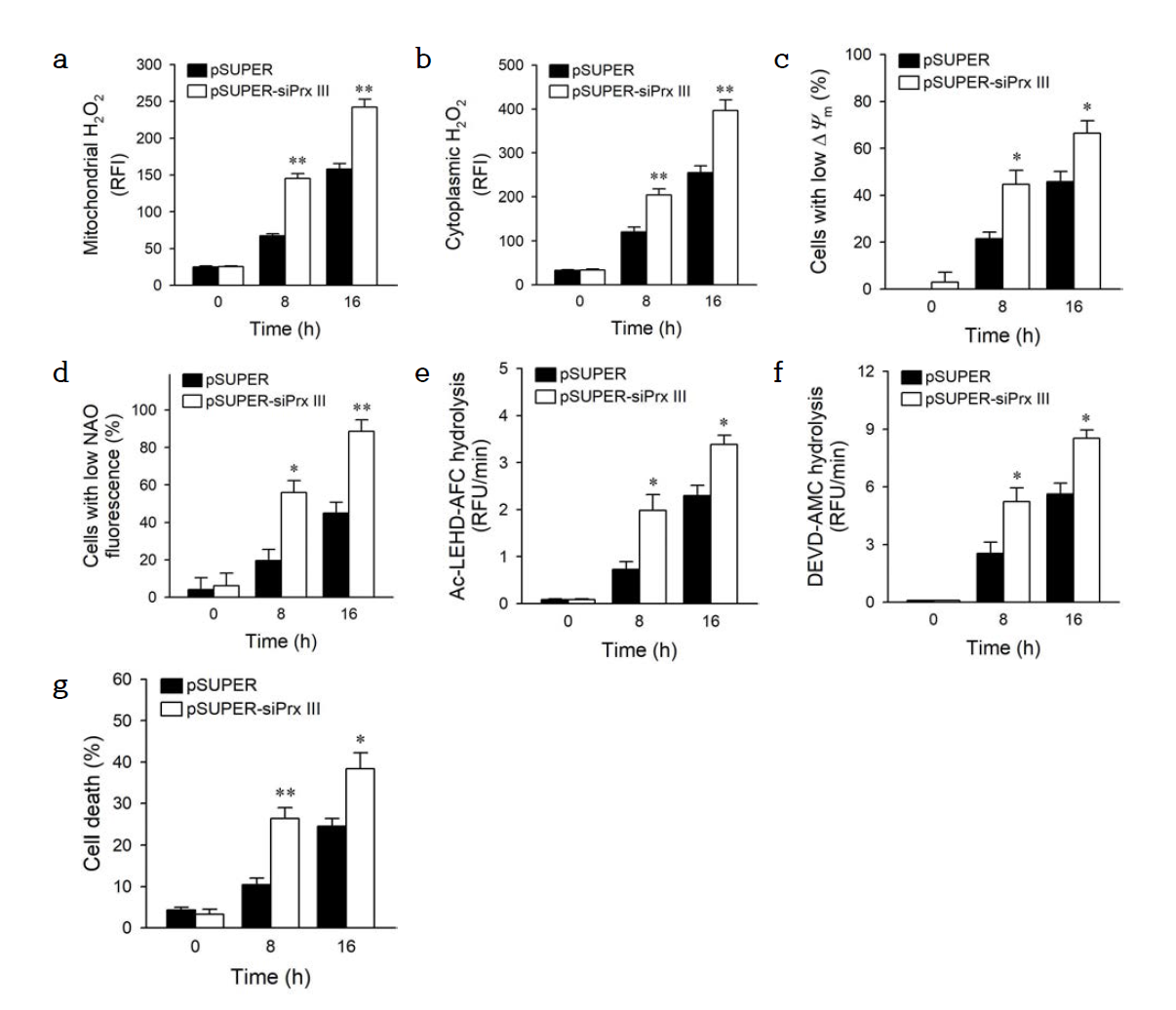 Prx III knockdown promotes diclofenac-induced apoptosis in HepG2 cells through mitochondrial H2O2-mediated pathway. Control (pSUPER) and Prx III knockdown (pSUPER-siPrx III) HepG2 cells were cultured with 0.4 mM diclofenac for the indicated times. (a and b) The cells were stained with MitoPY-1 (a) or PO-1 (b). The fluorescence images were obtained and quantified at five regions randomly selected on each dish. Quantitative levels of mitochondrial (a) and cytoplasmic (b) H2O2 are shown as mean ± SEM (n = 3) of RFI. (c and d) The cells were stained with TMRE (c) or NAO (d) and analyzed by flow cytometry. Data are expressed as means ± SEM of the percentage of cells with low ΔΨm fluorescence (c) and with low NAO fluorescence (n = 3). (e and f) The activity of caspase-9 (e) and caspase-3 (f) was measured using peptide conjugated to fluorophores. Data are expressed as means ± SEM of the RFU per min (n = 3). (g) After staining with FITC-conjugated annexin V and PI, cells were analyzed by flow cytometry. Annexin V and PI double-negative cells were considered as viable cells. Cell death was measured as the percentage of annexin V- or PI-positive cells. Data are expressed as means ± SEM (n = 3). *, p < 0.05; **, p < 0.01 compared to pSUPER. MitoPY-1, mito peroxy yellow-1; NAO, 10-N-nonyl-acridine orange; P I , propidium iodide; PO-1, peroxyorange-1; P rx, peroxiredoxin; RFI , relative fluorescence intensity; RFU, relative fluorescence unit; TMRE, tetramethylrhodamine ethyl ester