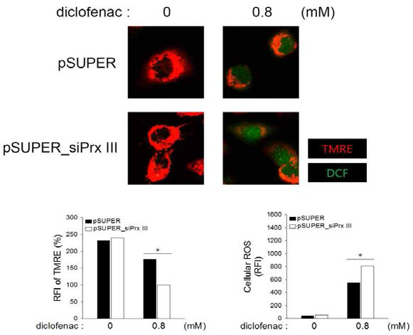 Prx III knockdown simultaneously promotes diclofenac-induced disruption of ΔΨm and increase of cellular ROS in HepG2 cells. HepG2 cells were cultured for 16 h with 0.8 mM diclofenac. Cells stained with TMRE and CMH2DCFDA were analyzed by confocal microscopy