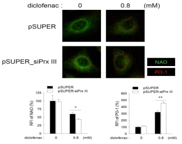 Prx III knockdown simultaneously promotes diclofenac-induced cardiolipin oxidation and increase of cellular H2O2 in HepG2 cells. HepG2 cells were cultured for 16 h with 0.8 mM diclofenac. Cells stained with NAO and PO-1 were analyzed by confocal microscopy