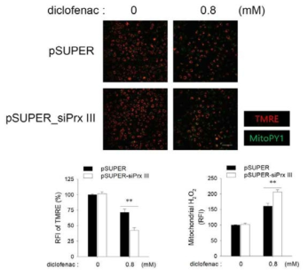 Prx III knockdown simultaneously promotes diclofenac-induced disruption of ΔΨm and increase of mitochondrial H2O2 in HepG2 cells. HepG2 cells were cultured for 16 h with 0.8 mM diclofenac. Cells stained with TMRE and Mito-PY1 were analyzed by confocal microscopy