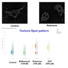 형광 강도에 따른 texture pattern의 6가지 정형