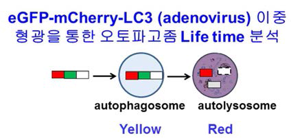 mCherry-GFP-LC 발현 세포주에서 형광 color에 따른 autophagosome과 autolysosome의 분석