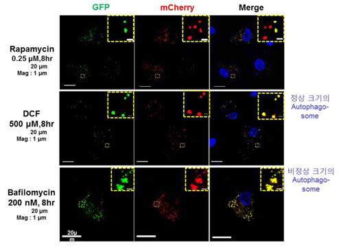 mCherry-eGFP-LC3 발현 HepG2 세포에 8시간동안 DCF 또는 BafA1 처리 후에 confocal 영상 분석