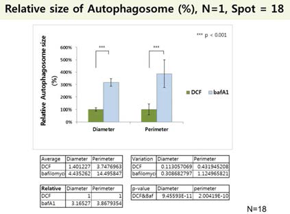 mCherry-eGFP-LC3 발현 HepG2 세포에 8시간동안 DCF 또는 BafA1 처리 후에 한 세포에서 18개 spot 크기 분석