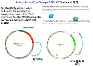 Tet-On 3G system과 Tet-On mCherry-eGFP-LC3 plasmid 제작 방법