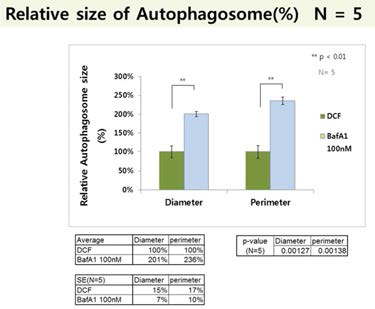 mCherry-eGFP-LC3 발현 HepG2 세포에 8시간동안 DCF 또는 BafA1 처리 후에 5개 세포에서 spot 크기의 평균을 분석