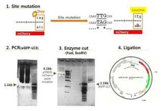 pTRE3G-mCherry-eGFP-LC3 plasmid 제작 과정