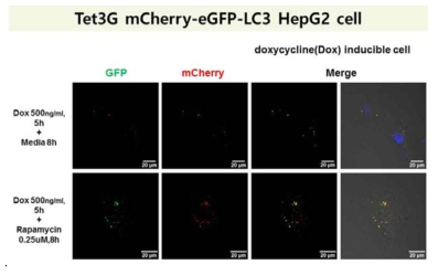 pTRE3G-mCherry-eGFP-LC3 로 형질전환된 HepG2 세포를 이용하여 autophagy flux 분석을 함