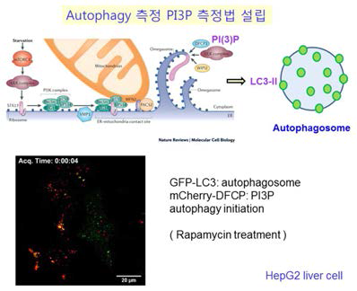 mCherry-DFCP1을 이용한 PI3P positive omegasome 또는 autophagosome 탐지