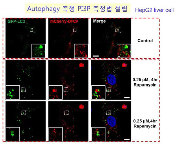 mCherry-DFCP1와 GFP-LC3 발현 HepG2 세포에 Rapamycin 처리 후에 이용한 PI3P (red) positive omegasome 또는 autophagosome (green) 영상 분석