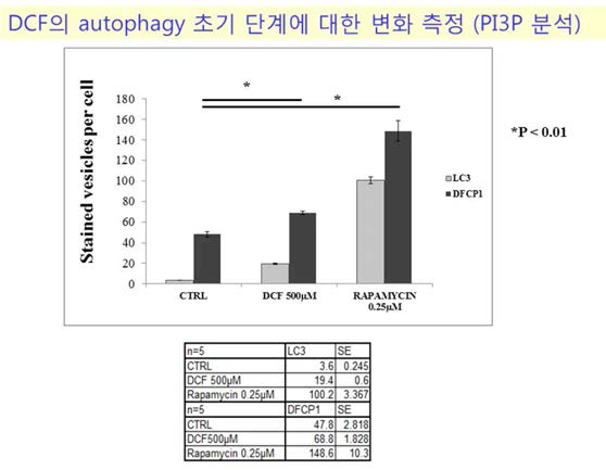 mCherry-DFCP1와 GFP-LC3 발현 HepG2 세포에 Rapamycin 처리 후에 이용한 PI3P (red) spot 개수의 통계적 분석