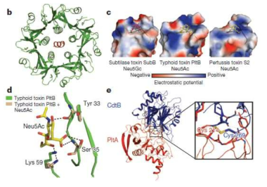 Typhoid toxin의 crystal 구조 모형-host cell 표면에 존재하는 N-acetylneuraminic acid와 결합하는 typhoid toxin pocket 구조 (Song et al., 2013)