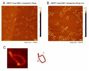 AFM 이미지를 이용한 DNA looping 분석 (초록색 화살표 : DNA loop, 노란색 화살표 : LEE1 P1을 포함하는 biotinylated DNA fragment와 결합한 streptavidin) (Bhat et al., 2014)