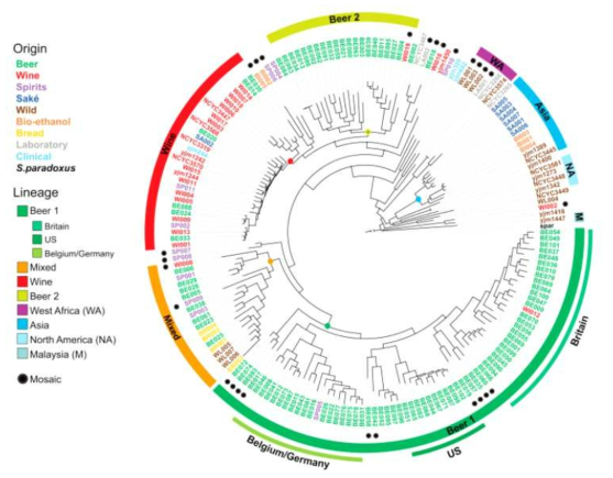 맥주 유래 산업용 Saccharomyces cerevisiae의 phylogeny (B. Gallone et al. Cell. 2016)