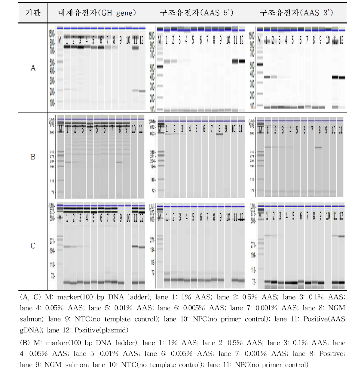 유전자변형 연어 AAS에 대한 정성시험법의 민감도 1차 시험 결과
