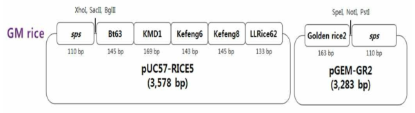 미승인 유전자변형 쌀 정성시험용 표준플라스미드