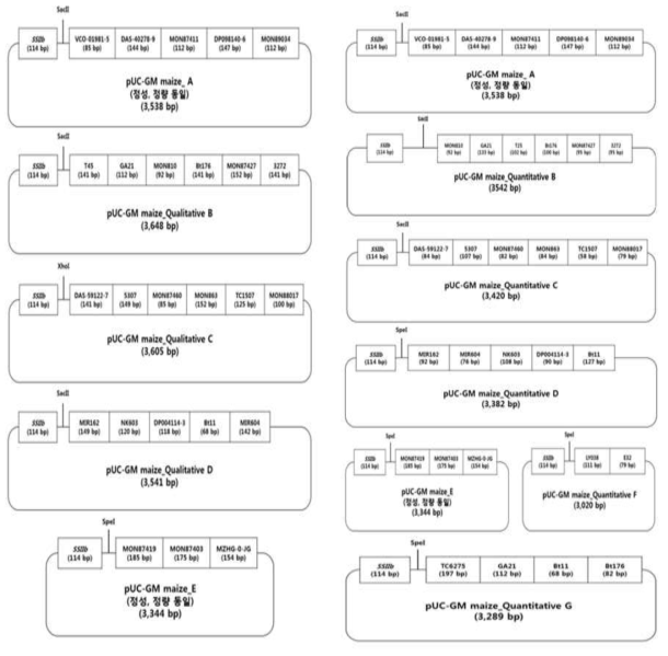 유전자변형 옥수수의 표준플라스미드