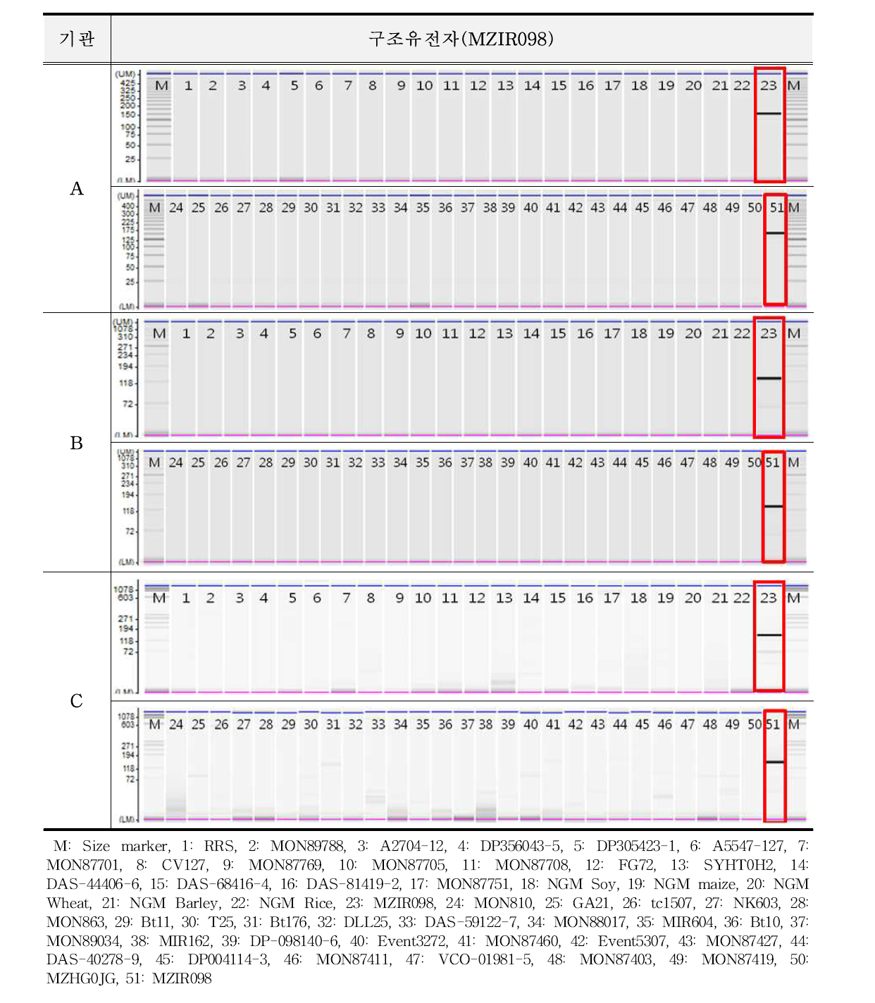 유전자변형 옥수수 MZIR098에 대한 특이성 시험 결과