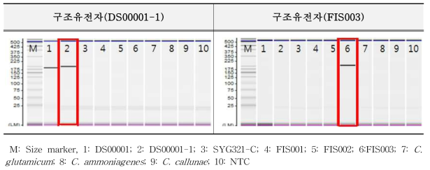 유전자변형 미생물 DS00001, FIS003에 대한 특이성 시험 결과