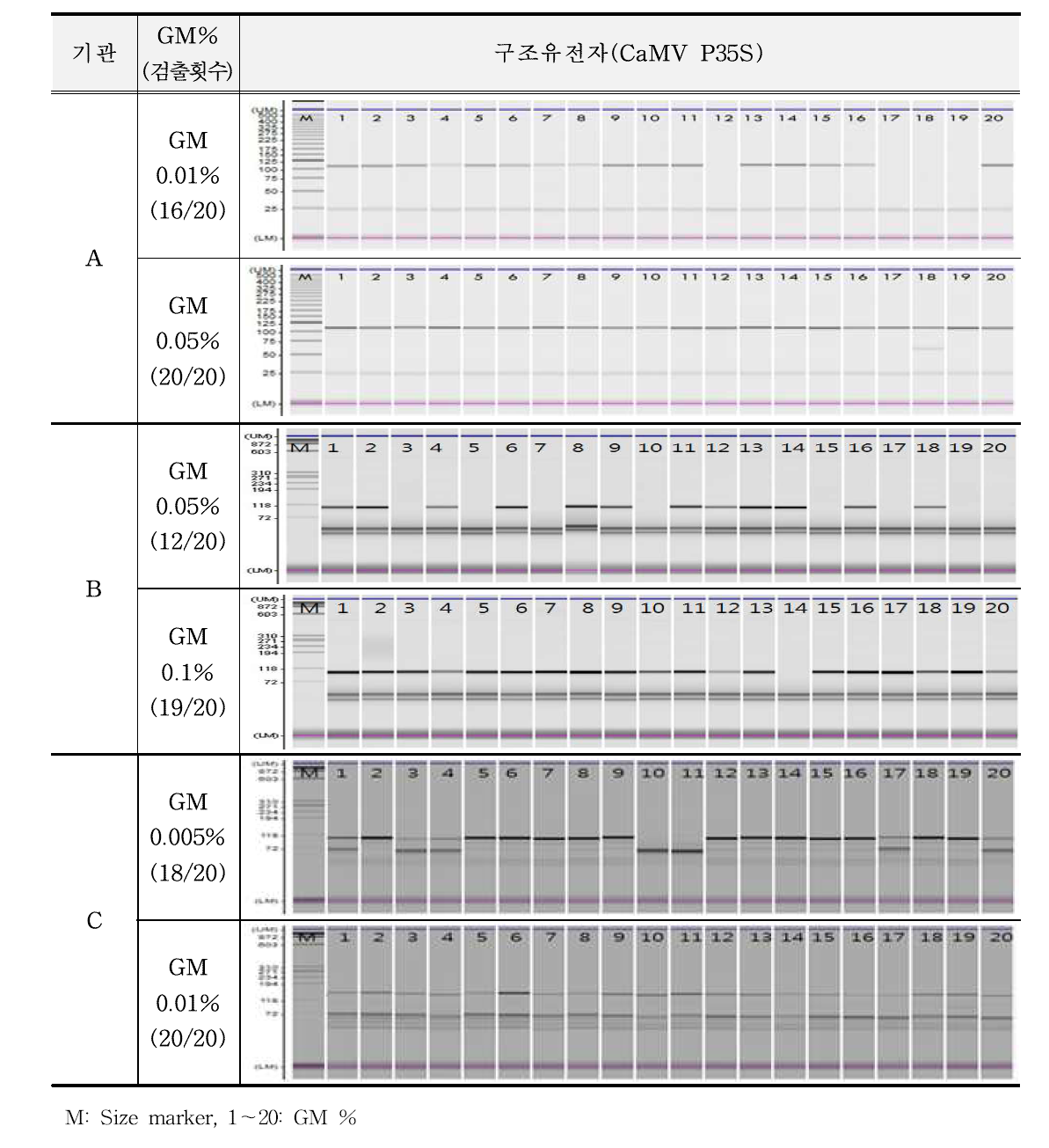 유전자변형 옥수수 MZIR098에 대한 CaMV P35S 민감도 반복시험 결과