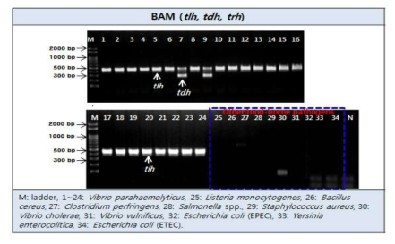 장염비브리오 FDA BAM Multiplex PCR법 primer 특이도 검증결과