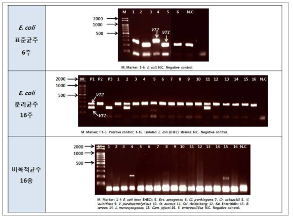 식품공전 Conventional PCR primer에 대한 특이도 검증