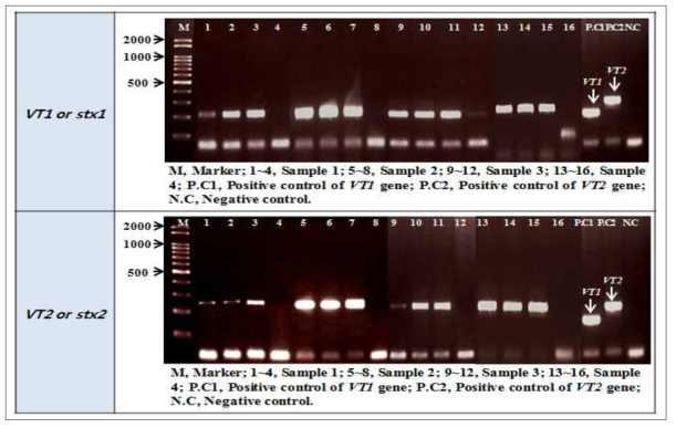 장출혈성 대장균 식품공전 Conventional PCR 시험법에 따른 식품접종 스크리닝 결과