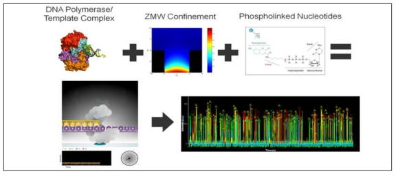 SMRT sequencing 방법 모식도