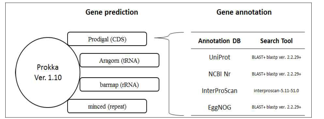 유전자 영역 및 기능 예측 방법 모식도 (Prokka)