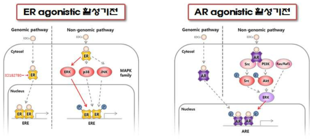 동물용의약품의 에스트로겐/안드로겐의 agonistic 활성 기전 확인 결과