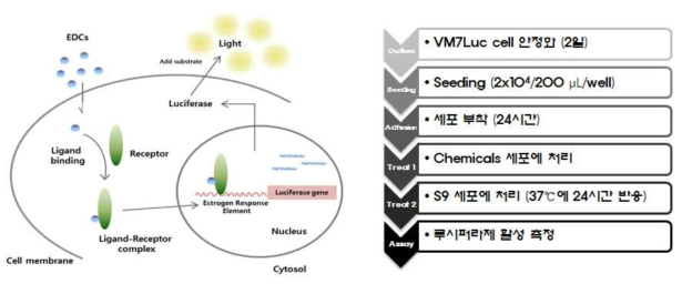 OECD PBTG455 VM7Luc ER TA assay 원리